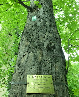 Marie Curie Memorial Tree