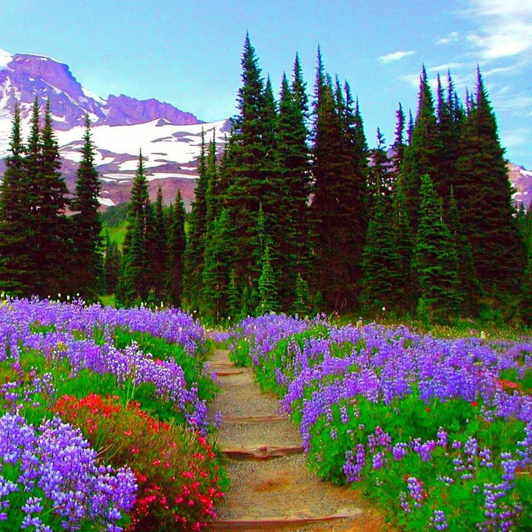 Mountain Trail Wildflowers