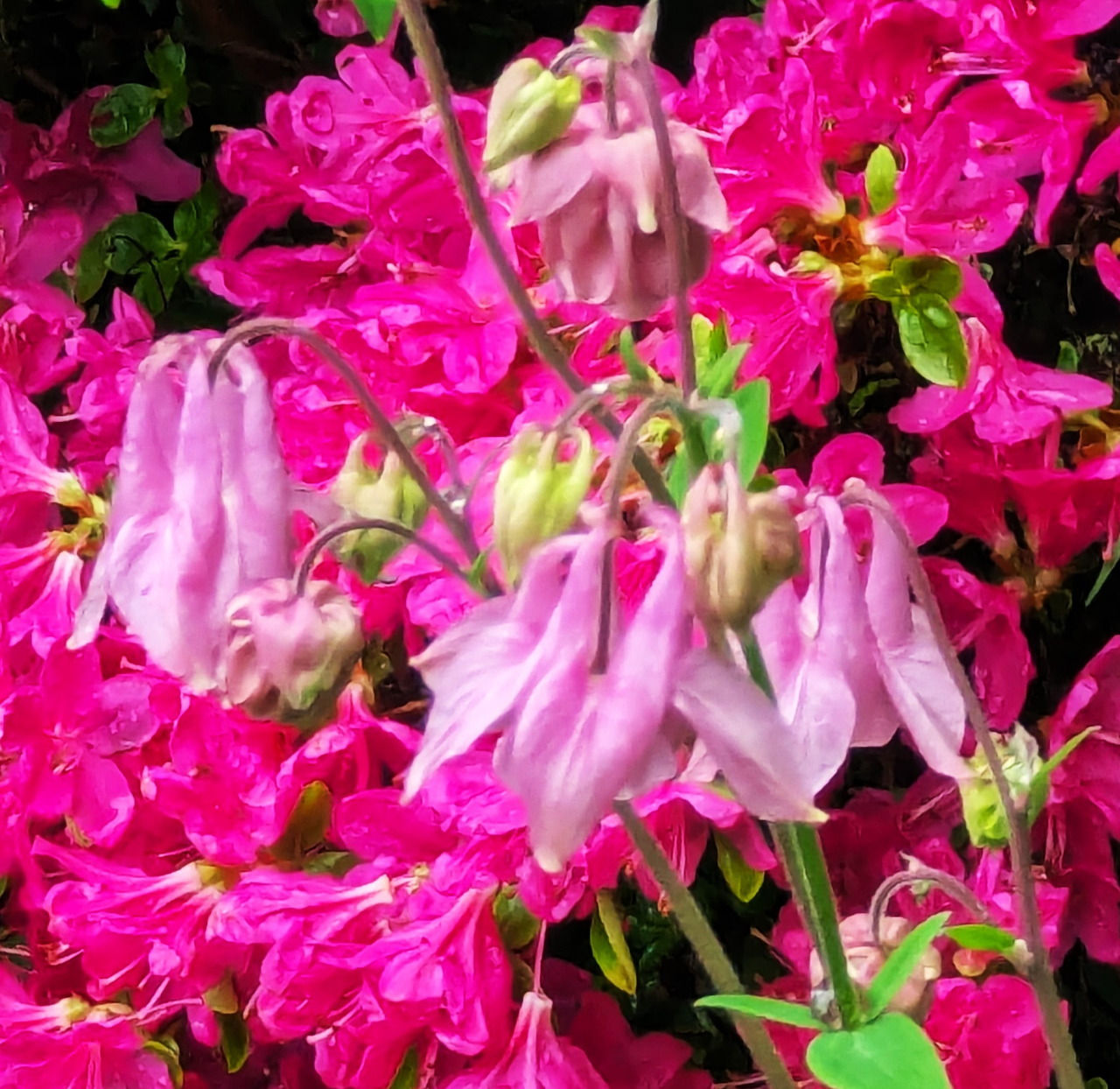 Pale pink columbine flowers in front of bright pink azalea blossoms