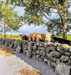 Cows on Stone Wall Ireland
