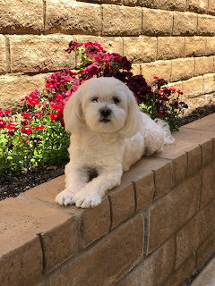 White Maltese dog relaxing on brick wall surrounded by colorful garden flowers