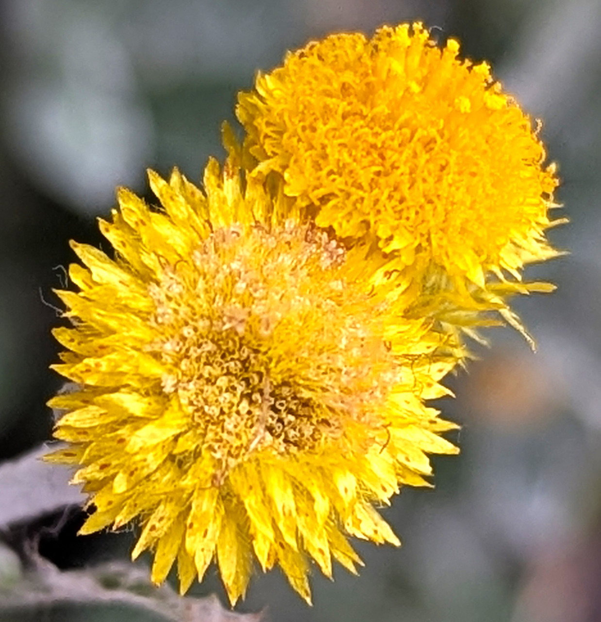 Two vibrant yellow globe-flowers with feathery petals in close-up view
