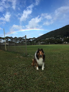 Collie dog sitting on grass field with rainbow in sky above mountains