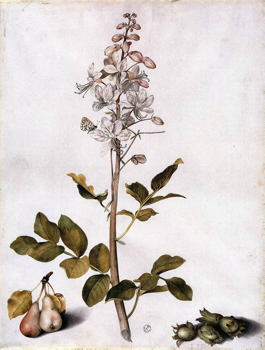 Botanical painting of a dittany branch with white flowers, hazelnuts, and small pears by Giovanna Garzoni