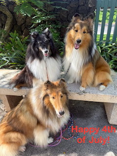 Three Shetland Sheepdogs with fluffy coats sitting on a wooden bench in a garden setting