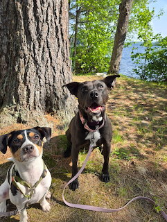 Two Dogs on Forest Trail
