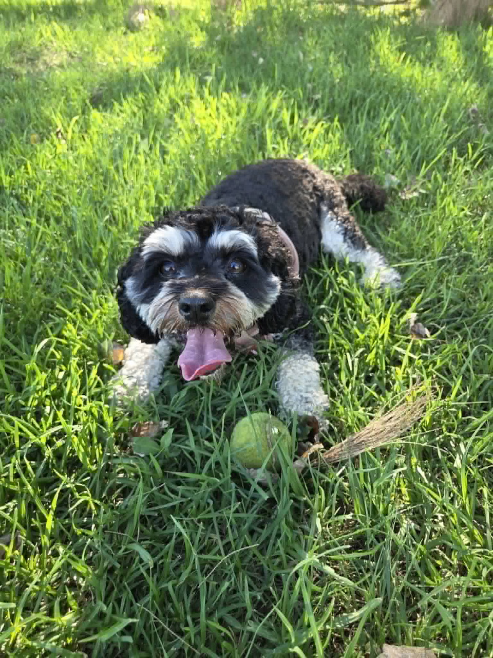 Black and white Cavoodle dog lying in green grass with a tennis ball, tongue out
