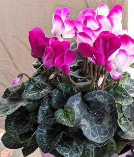 Poted cyclamen plant with pink and white flowers dark green marbled leaves