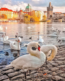 White swans on the Vltava River with historic Prague buildings behind them