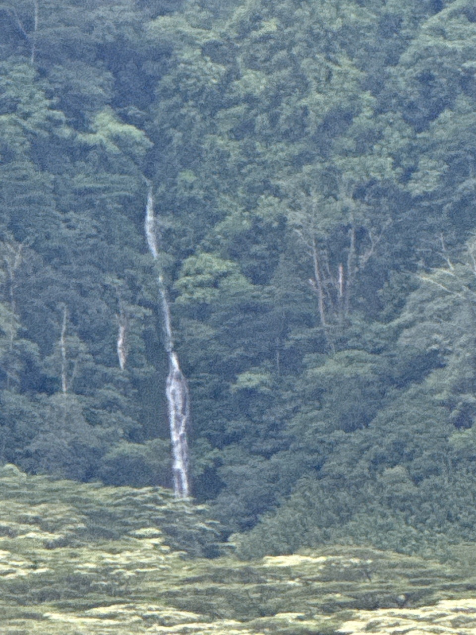 Tropical Waterfall Forest
