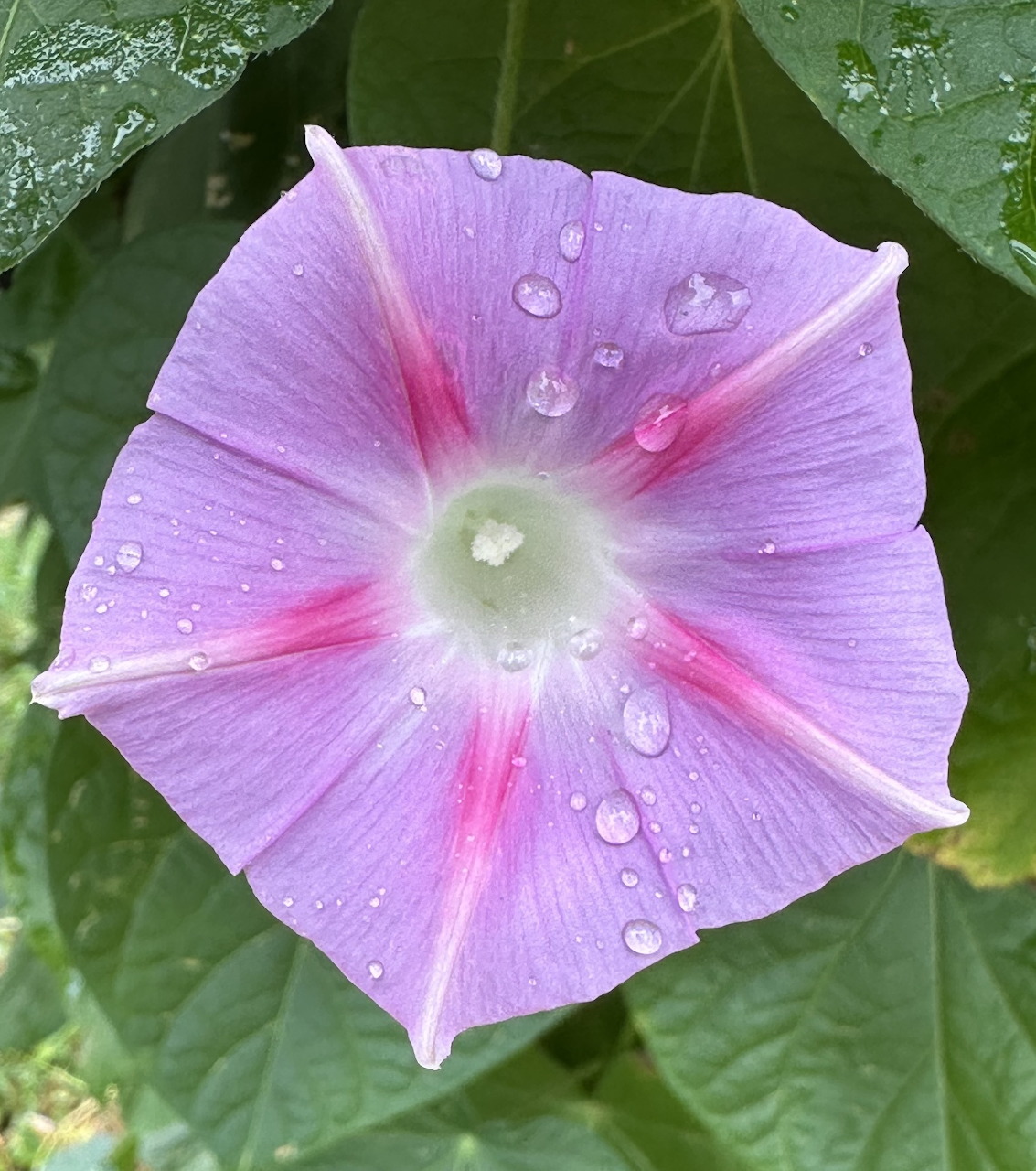 Purple morning glory flower with pink streaks and water droplets on petals, green leaves in background