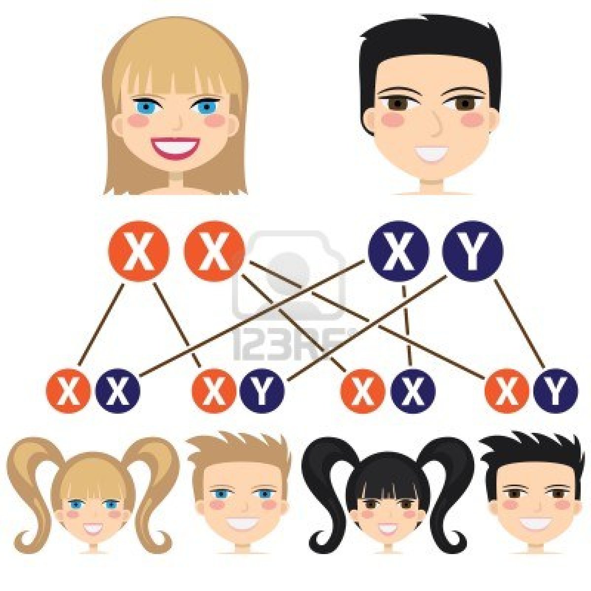 Genetic Inheritance Diagram