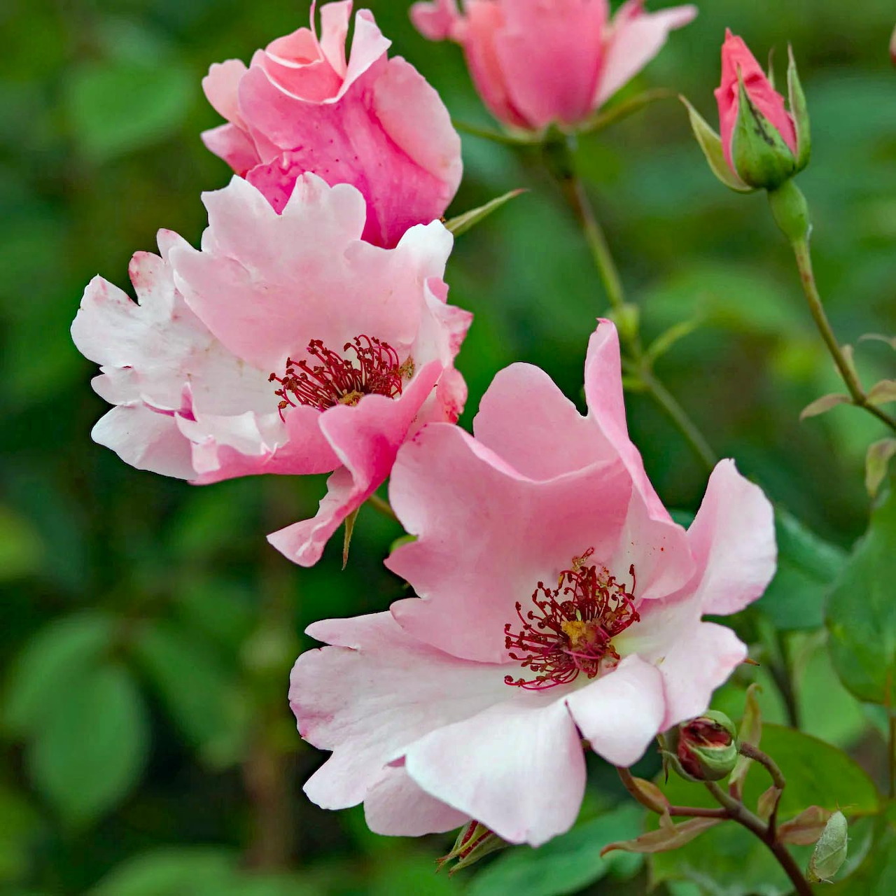 Roses