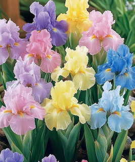 Colorful iris flowers in pink, yellow, blue, and purple surrounded by green leaves