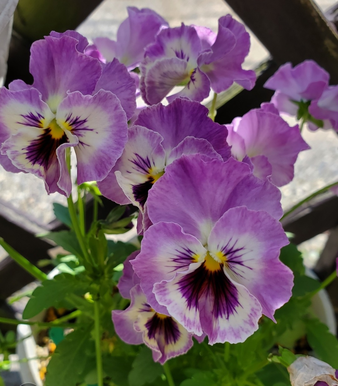 Close-up of purple and white pansy flowers with dark centers and green leaves