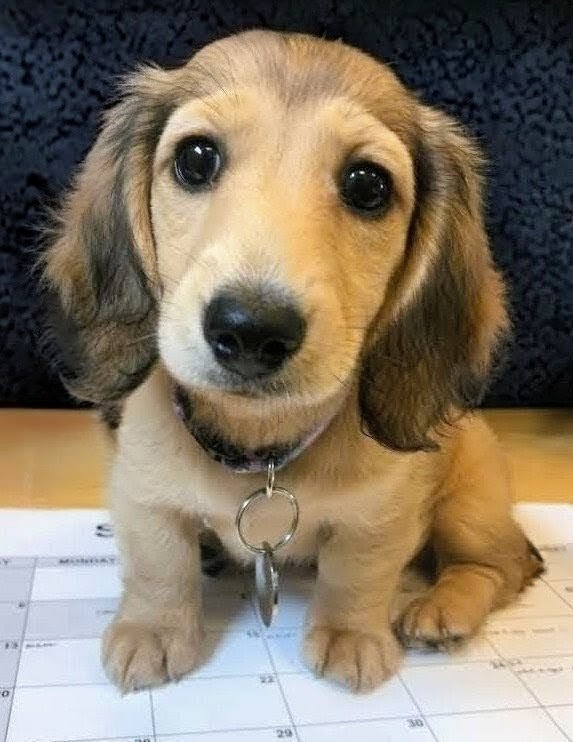 Cute long-haired dachshund pupy with tan and cream coloring sitting on a calendar