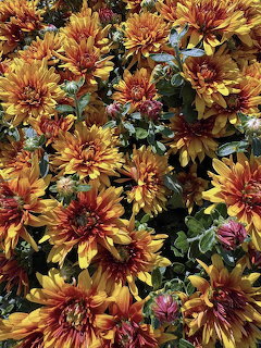 Dense cluster of orange and yellow autumn chrysanthemums with green leaves