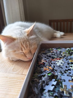 Cream Birma cat sleeping next to a box filled with scattered jigsaw puzzle pieces on a table
