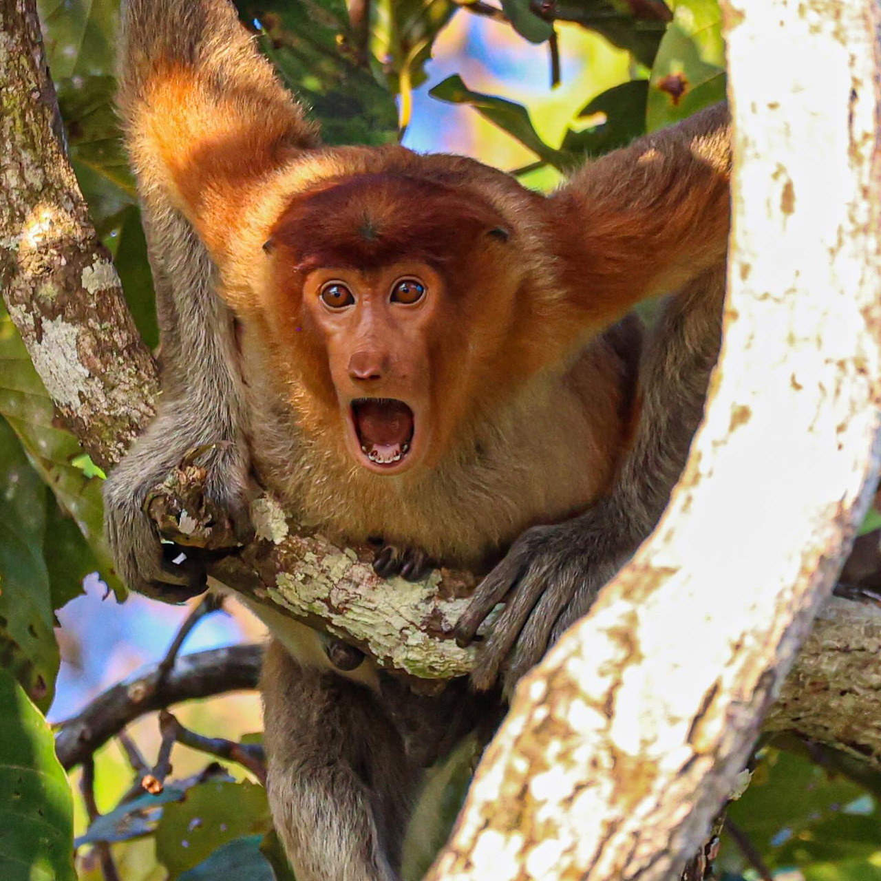 Surprised monkey perched on tree branches with mouth open among green leaves