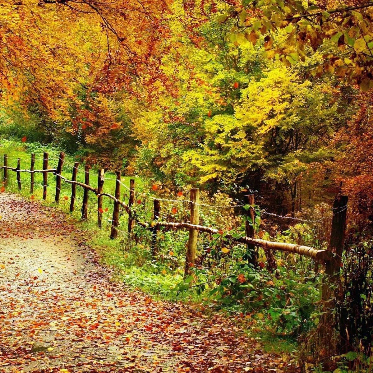 Wooden fence along autumn forest path with colorful fall leaves and trees