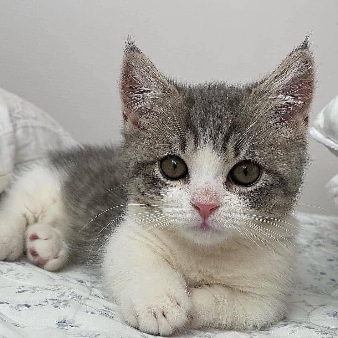 Gray Tabby Kitten