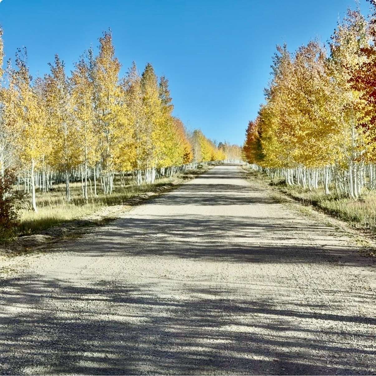 Dirt road lined with golden aspen trees beneath a blue sky in autumn