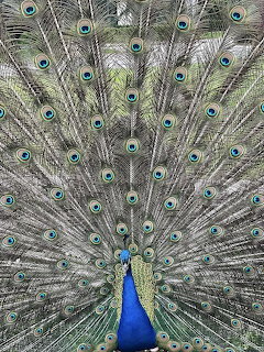 Peacock with tail feathers fullyanned out displaying colorful eye spots