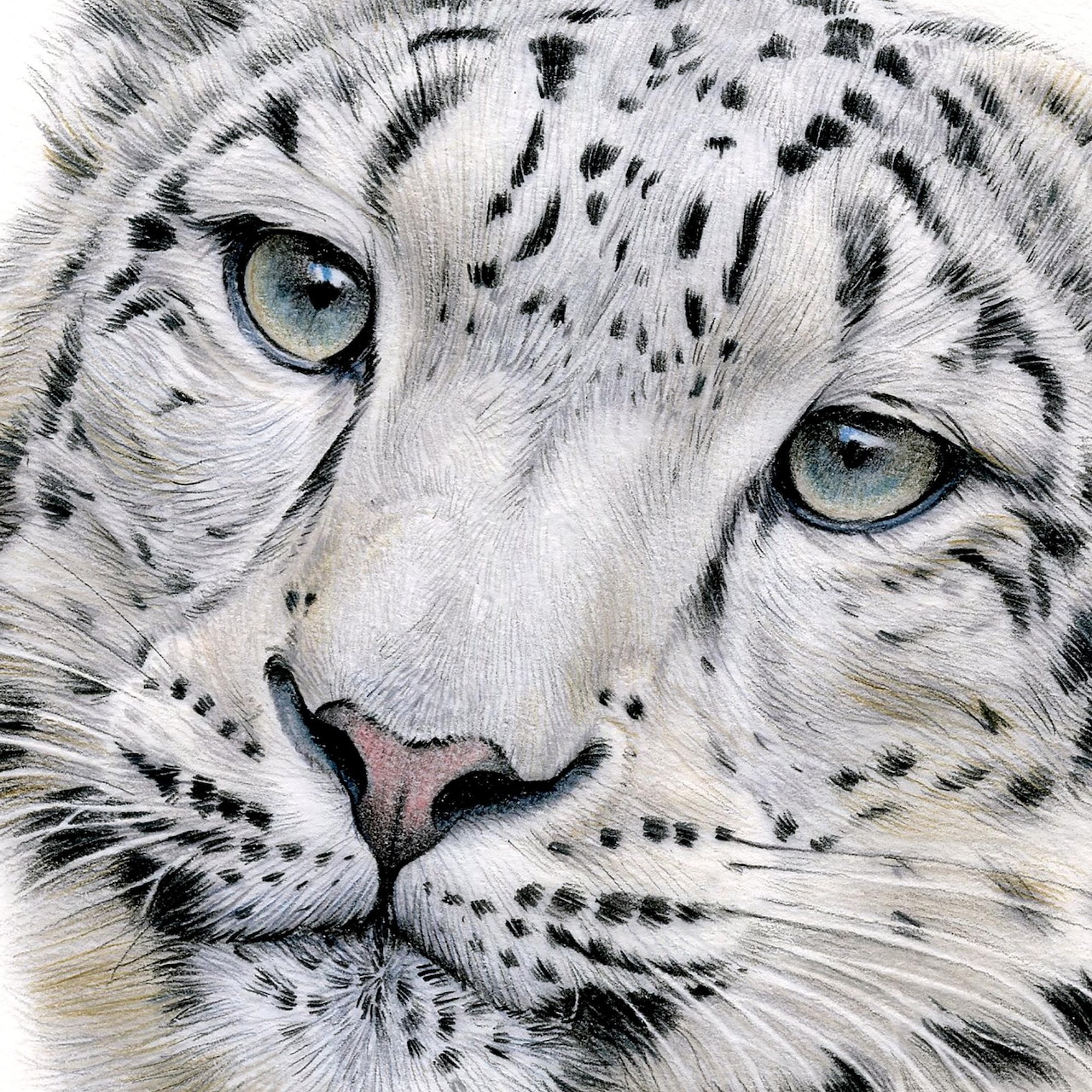 Close-up portrait of a snow leopard with blue eyes and spotted white fur