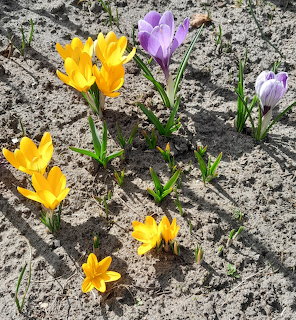 Yellow and purple crocus flowers emerging from sandy soil with green stems and leaves