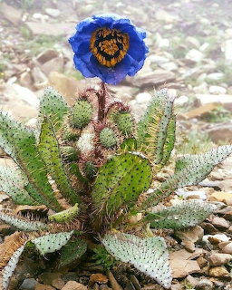 Himalayan Blue Poppy