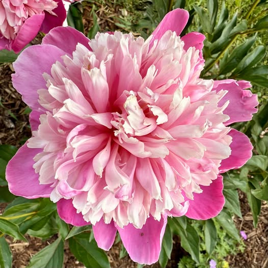 Close-up of a pink peony flower with layered ruffled petals surrounded by green leaves