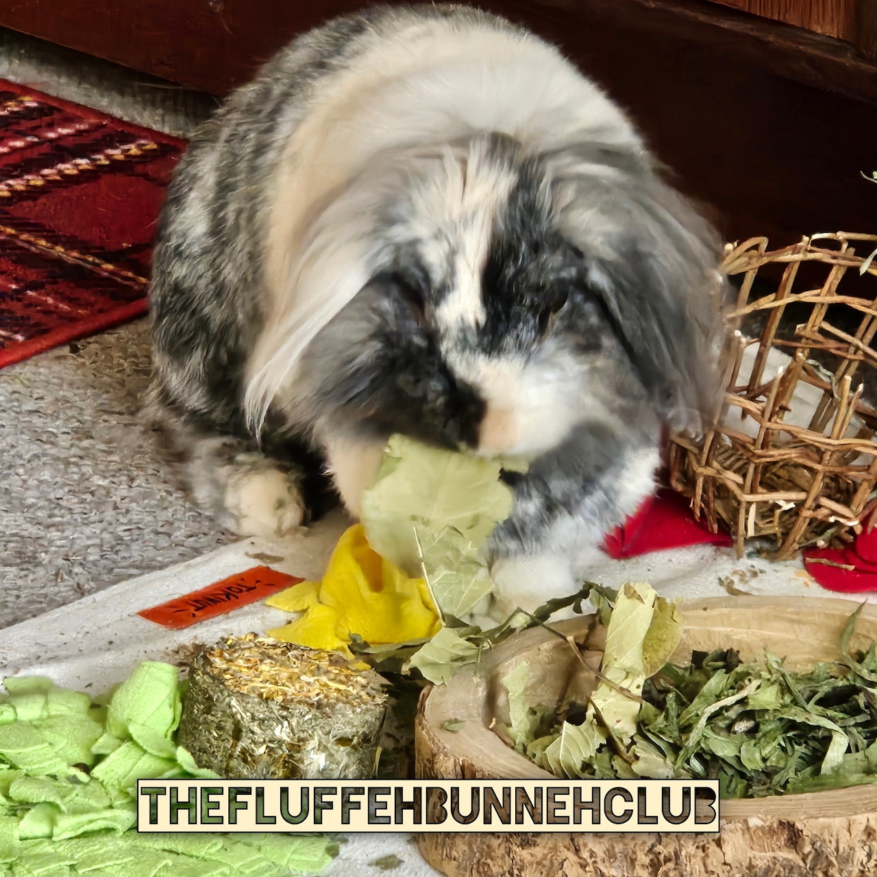 Grey and white lop-eared rabbit eating fresh vegetables on wooden surface
