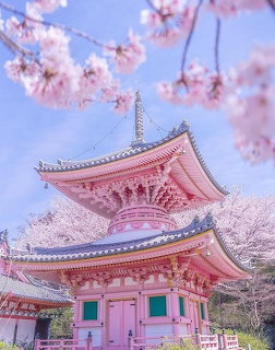 Pink Pagoda Cherry Blossoms