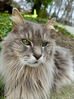 Close-up of a fluffy gray cat with green eyes and long fur looking at camera