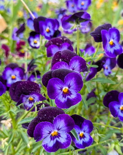 Close-up of deep purple and blue pansy flowers with yellow and white centers among green leaves