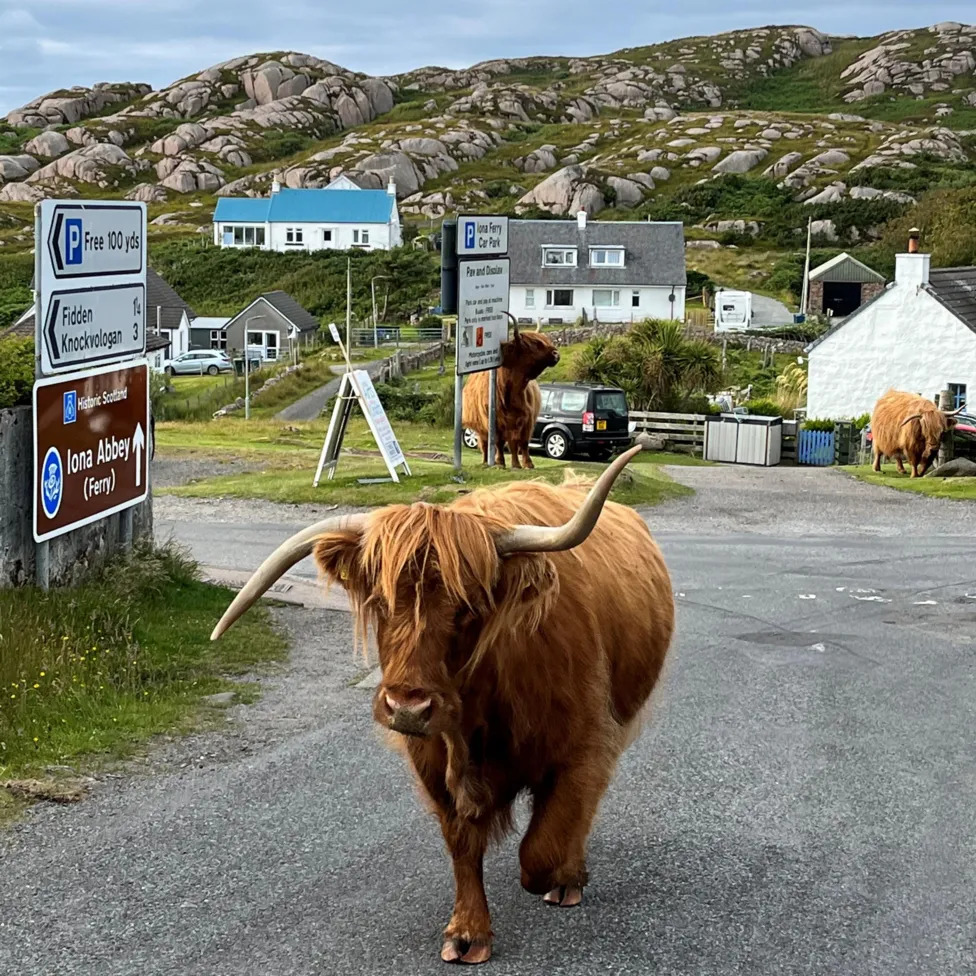 Highland Cow Road