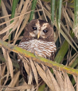 Brown African wood owl hidden among green reeds and dry leaves