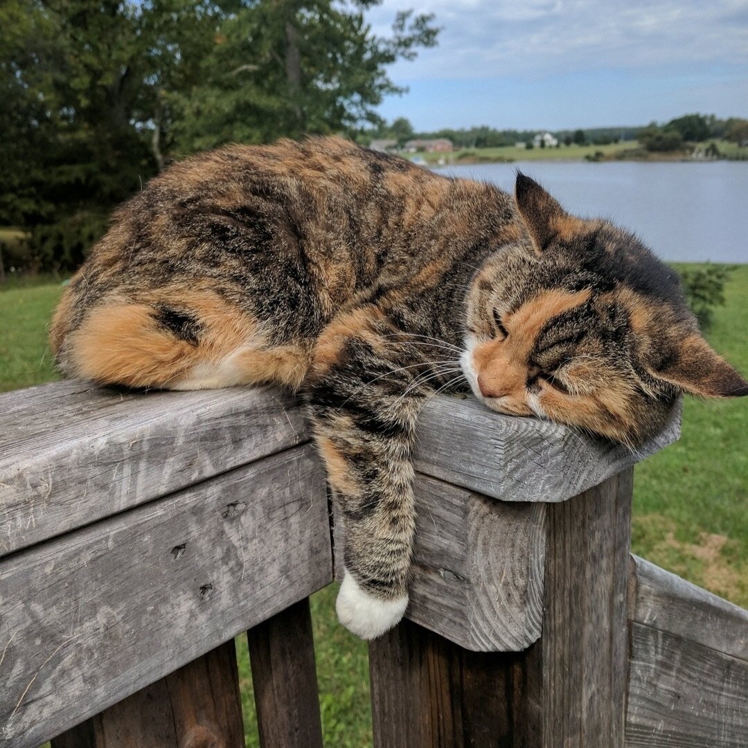 Cat Sleeping on Wooden Fence