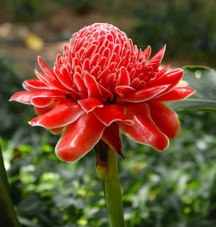 Close-up of a red torch ginger flower with layered waxy petals on a green stem