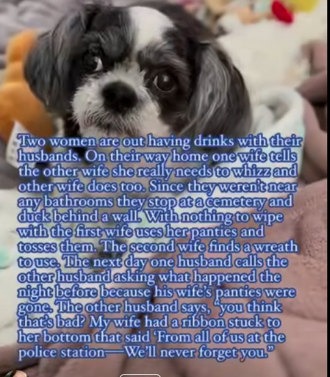 Close-up of a black and white Shih Tzu dog with a funny joke text overlay