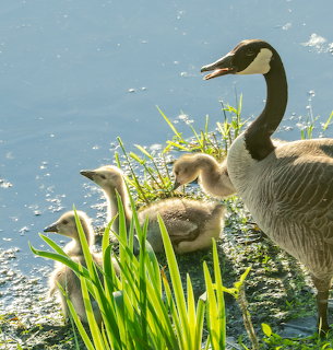 Canada geese family with two goslings swimming in sunlit water near green aquatic plants