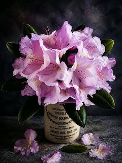 Pink rhododendron flowers in a ceramic vase on dark background with fallen petals