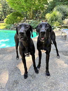 Two black Great Danes standing on a patio beside a swimming pool