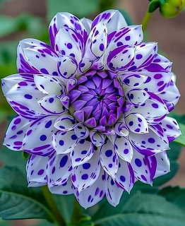 White and purple spotted dahlia flower with layered petals and dark center