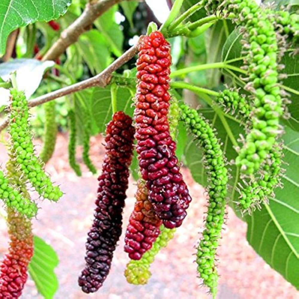 Red and purple mulberries hanging on branch with green leaves