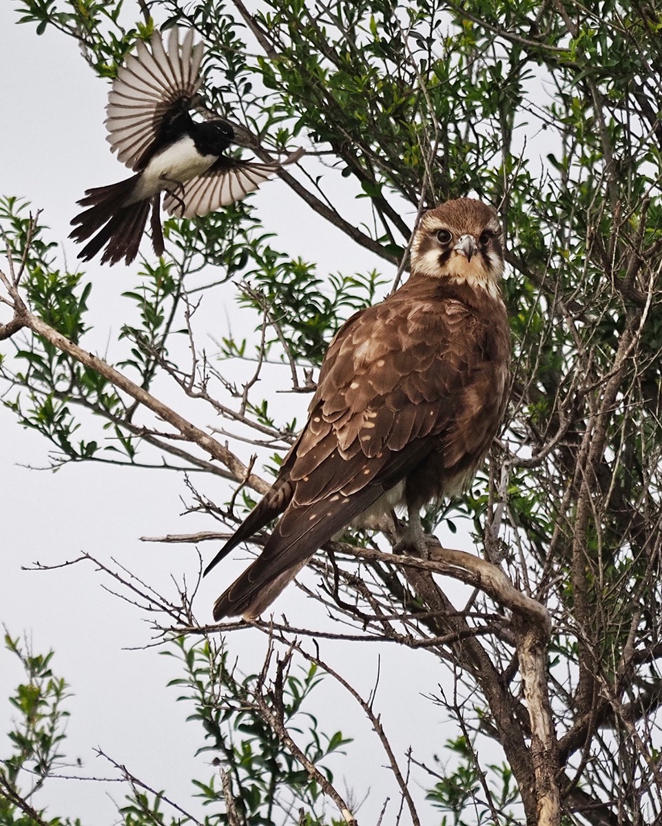 Willie Wagtail flying aggressively toward a Brown Falcon perched on a tree branch