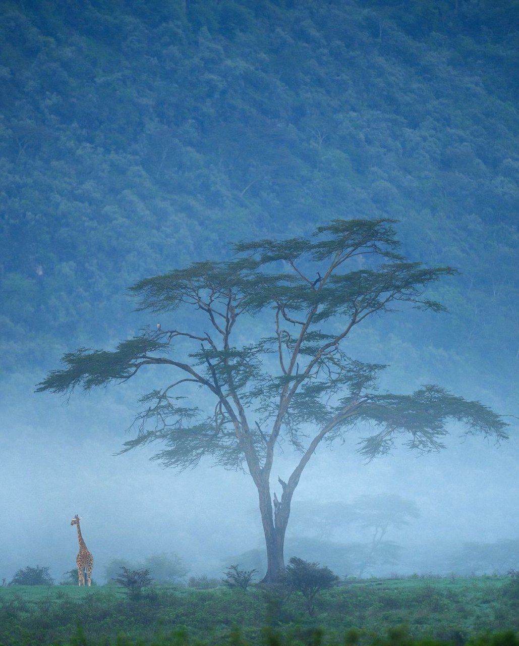 Giraffe standing near a large acacia tree in misty blue African landscape with mountain behind