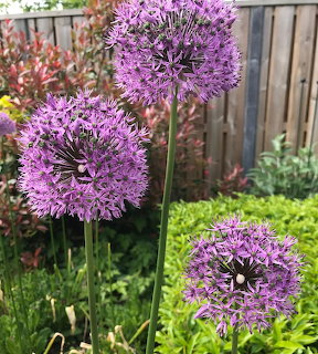 Purple Allium Flowers Garden