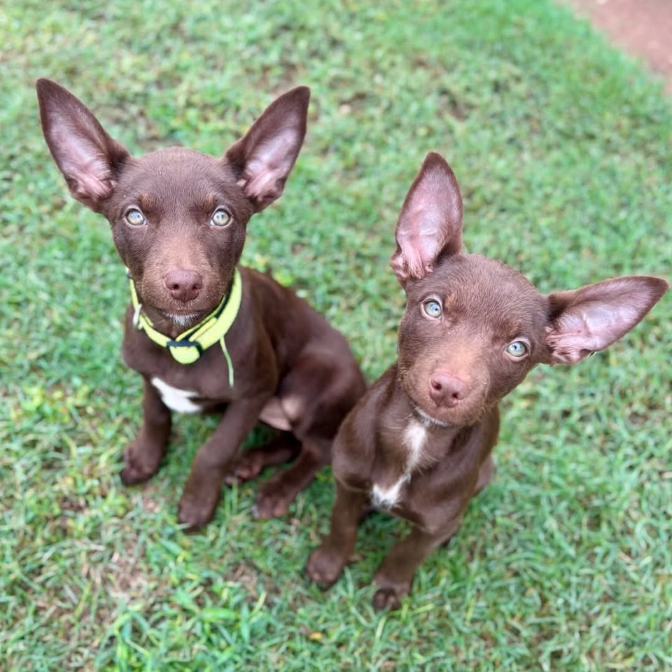 Two small brown puppies with large ears sitting on grass looking upward