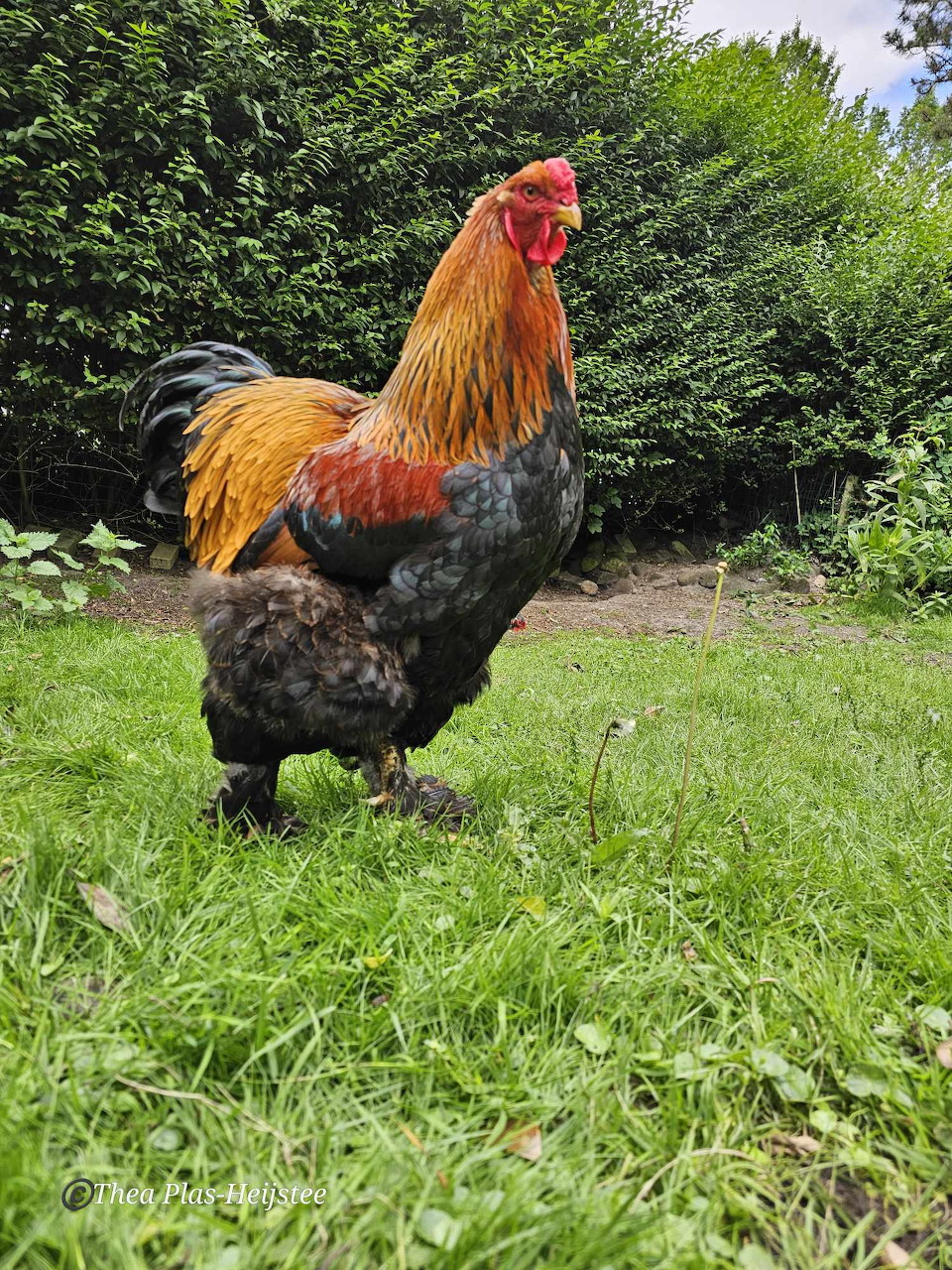 Chicken Portrait